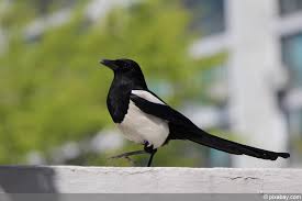Elstern Effektiv Vertreiben So Verjagen Sie Die Vogel Dauerhaft Hausgarten Net