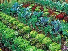 Mischkultur Einfach Erklart Mit Beispielen Garten Bepflanzen Garten Garten Anpflanzen