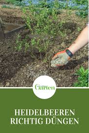 So Dungen Sie Ihre Heidelbeeren Richtig Heidelbeeren Pflanzen Gemuse Pflanzen Heidelbeeren