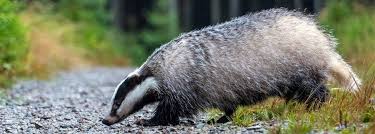 Waldbewohner Der Dachs Aquarelltiere Tier Fotos Dachse