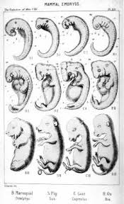 Embryonic Development In A Canine Pregnant Dog Whelping Puppies Mammals