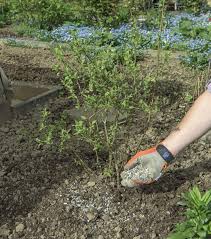 So Dungen Sie Ihre Heidelbeeren Richtig Heidelbeeren Pflanzen Heidelbeeren Dungen Beerenstraucher