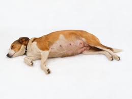 Dog Pregnancy Care And Information