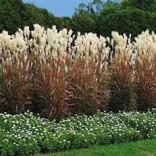 Tall Ornamental Grasses For Privacy Bing Images Tall Ornamental Grasses Grasses Landscaping Tall Grass Landscaping