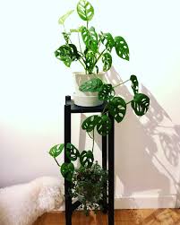 Monstera Obliqua Pilea Glauca Plant Decor House Plants Decor Indoor Plants