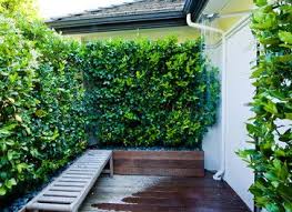 Healdsburg Estate Garden Fast Growing Hedge Plants Fast Growing Hedge Plants