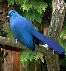 World Birds Worldbirds32 Twitter World Birds Pretty Birds Birds Painting