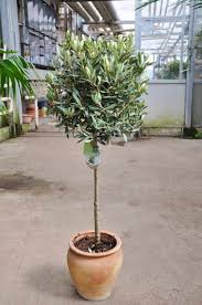 Olivenbaum Mit Halbstamm Olivenbaum Pflanzen Immergrune Pflanzen