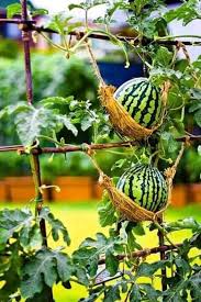 Garden Hammocks To Support Melons So Adorable Vegetable Garden For Beginners Organic Vegetable Garden Vegetable Garden Design