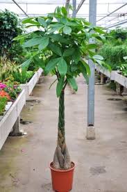 Gluckskastanie Pachira Aquatica Direkt Vom Palmenmann Gluckskastanie Pflanzen Chinesischer Geldbaum