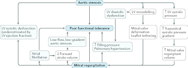 Pathophysiology Of Combined Aortic Stenosis And Mitral Regurgitation Download Scientific Diagram