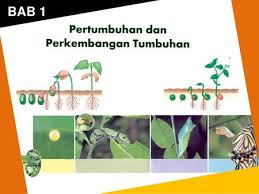 Pertumbuhan Dan Perkembangan Pada Tumbuhan Ppt Download