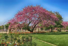 Pour les parisiens, si vous constatez qu'une chouette hulotte est présente, voire niche, dans votre jardin, n'hésitez pas à contacter la hulotte parisienne, qui se fera. Fete Des Jardins 2021 Bonjour Paris