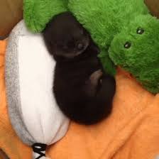 Google Cute Little Animals Cute Animals Baby Animals