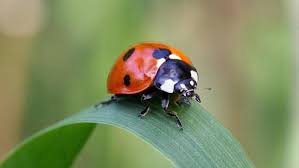 Many Legs Lady Bug 716fdb48ec05bb70 Jpg 700 394 Ladybird Ladybug Lady