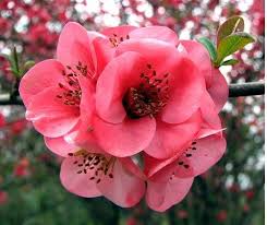 Japanese Flowering Quince Chaenomeles Japonica Chaenomeles Flora Flowers Peach Flowers