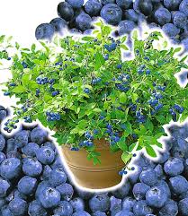 Topf Heidelbeere Blue Parfait 1a Pflanzen Baldur Garten Blaubeeren Pflanzen Heidelbeeren Pflanzen Pflanzen