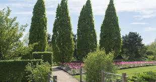 Die Schonsten Saulenbaume Fur Jede Gartengrosse Vorgarten Anlegen Haus Baume Gartengestaltung