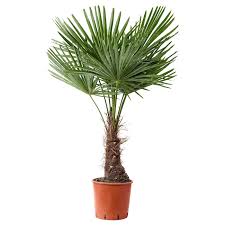 Trachycarpus Fortunei Pflanze Chinesische Hanfpalme Ikea Pflanzen Hanfpalme Pflegeleichte Pflanzen