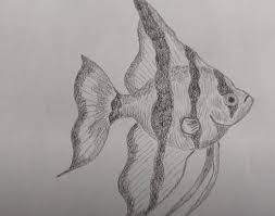 How To Draw An Angelfish Step By Step Angel Fish Drawings Fish Drawings