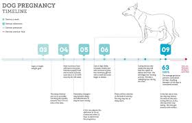 Dog Gestation Timeline Jpg 1095 707 Pregnant Dog Dog In Heat Dog Heat Cycle