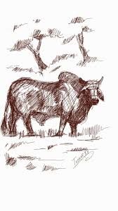 Rapid Sketches Indian Bull Valu Moose Art Sketches Drawings