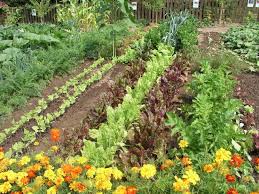 Mischkultur Im Gemusegarten Garten Selbstversorger Garten Gemuse Anbauen
