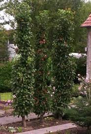 Saulenobst Im Garten Garten Bepflanzen Garten Garten Gestalten