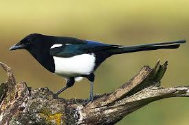 Krahenvogel Finstere Zeiten Fur Die Klugen Schwarzen Naturschutzbund Osterreich