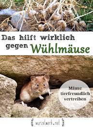 Garten Naturnah Garten Whlmuse Feldmuse Erfolgreich Aus Dem Garten Vertreiben Bekmpfen Garten Wh Garden Pests Organic Gardening Tips Garden Pest Control