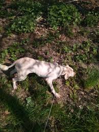 Il nostro allevamento vi offre i migliori compagni da cerca del tartufo italiani, disciplinati e concentrati sul loro. Cani Da Tartufo Italia I Migliori Compagni Da Cerca Del Tartufo