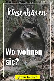 Pin Auf Waschbaren Garten Tiere De