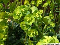 Composé de euphorbe et de jardin. Euphorbe A Taupes Euphorbe Des Jardins Euphorbe Epurge Euphorbia Lathyris Planter Cultiver Multiplier