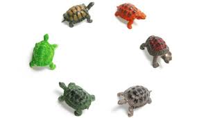They will never try to run away from you like a dog or. Best Pet Tortoises Top 6 All Turtles