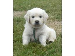 Browse thru our id verified puppy for sale listings to find your perfect puppy in your area. Golden Retriever Puppies In Washington