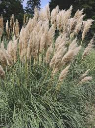 15 Good Looking Ornamental Grasses To Spruce Up Your Outdoors Tall Ornamental Grasses Ornamental Grasses Pink Pampas Grass