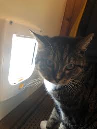 Social media content of any kind is not allowed. Did My Cat Get Stung By A Wasp Bee Or Is It Something More Serious It Started Swelling Earlier Today We First Thought He Had A Fight With Some Other Cat But He