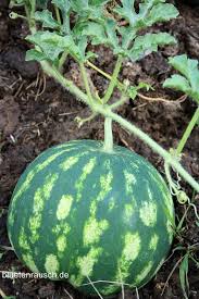 Melonen Anbauen Und Ernten Wassermelone Melonen Anbauen Melonen Melonen Pflanzen