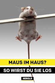 So Wirst Du Mause In Haus Und Garten Los Maus Im Haus Maus Ameisen Bekampfen
