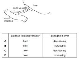 Blood from the liver then returns to the heart through the inferior vena cava. The Diagram Shows Blood Vessel P Which Carries Digested Food From The Small Intestine To The Liver Which Row Describes The Level Of Glucose In Blood Vessel P And The Level Of Glycogen