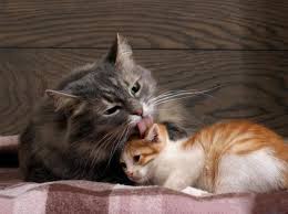Some sort of toy vacuum cleaner? Why Do Cats Lick Each Other Grooming Behavior