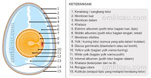 Aku akan menceritakan awal kisah ini yang terjadi 2 tahun yang lalu(sampe sekarang masih berlanjut), saat usiaku 20 tahun. Penyebab Dan Pencegahan Kegagalan Dalam Penetasan Pengeraman Telur Burung Om Kicau