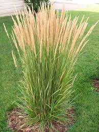 Ornamental Grasses Feather Reed Grasses Landscaping Ornamental Grasses Feather Reed Grass