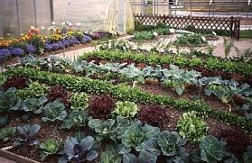 Mischkultur Gesundere Pflanzen Im Garten Hugelbeet Mischkultur Garten