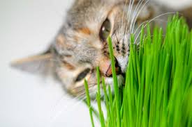 Cat Grass The Benefits Of Salad For Your Cat Blue Cross Animal Hospital Toronto Veterinarian