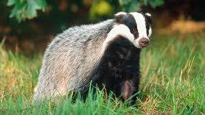 Ndr Fernsehen Aktuell Regional Norddeutsch Waldtiere Wilde Tiere Dachse