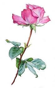 30 Super Ideas Drawing Rose Realistic Watercolor Painting Roses Drawing Watercolor Rose Flower Art Painting
