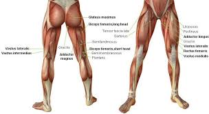 In the diagrams below, i'll be showing muscle groups in color, with a black line to show the forms a muscle's job is to pull together the points to which its ends are attached. Top 5 Simple Exercises To Build Leg Muscles Inner Thigh Muscle Leg Muscles Anatomy Leg Muscles