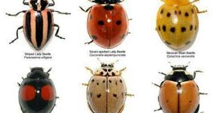 Mexican Bean Beetle And Squash Lady Beetle Eat Plants Bugs And Insects Ladybug Insects