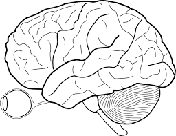 Simple Human Brain Drawing Brain Drawing Biology Drawing Human Brain
